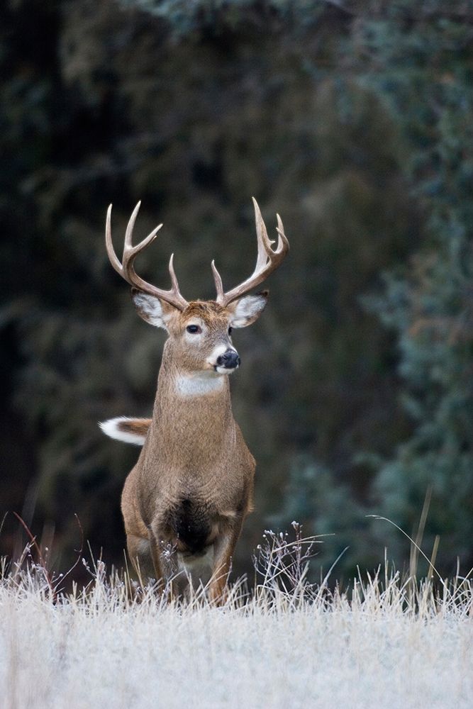 White-tailed Deer Buck